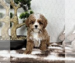 Small #2 Cavapoo (Miniature)