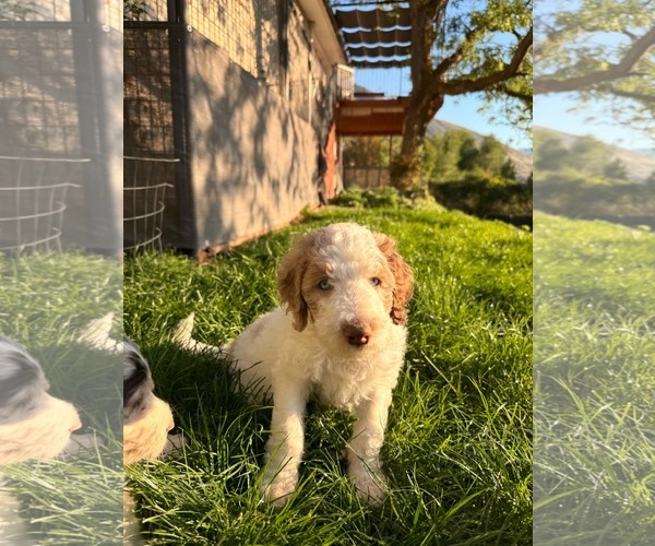 Medium Photo #2 Australian Shepherd-Unknown Mix Puppy For Sale in Sandy, UT, USA