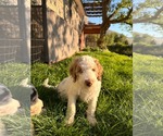 Small Photo #2 Australian Shepherd-Unknown Mix Puppy For Sale in Sandy, UT, USA