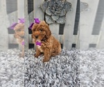 Small #5 Poodle (Miniature)