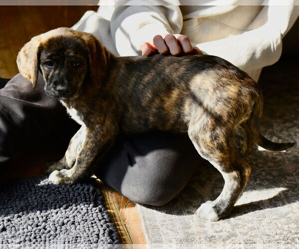 Medium Photo #3 Mutt Puppy For Sale in Mechanicsburg, PA, USA