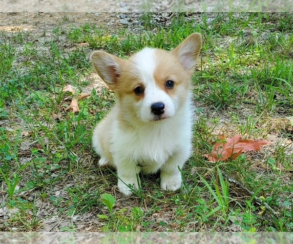 Medium Photo #3 Pembroke Welsh Corgi Puppy For Sale in CLARK, MO, USA