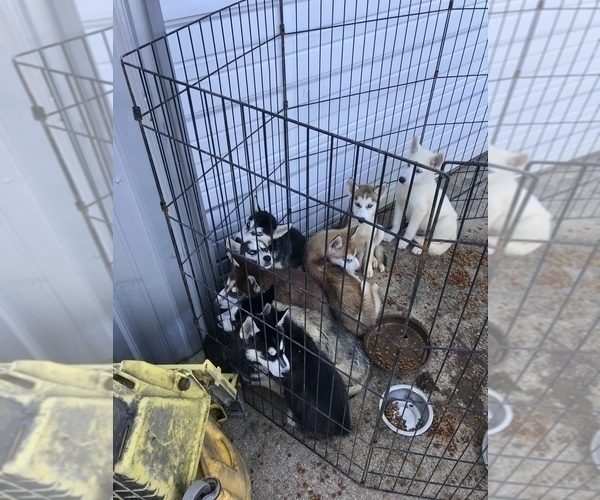 Medium Photo #23 Siberian Husky Puppy For Sale in KELLYVILLE, OK, USA