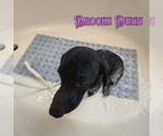 Small #10 Dachshund