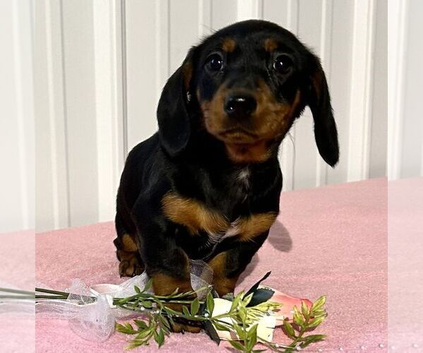 Medium Photo #1 Dachshund Puppy For Sale in FREDONIA, PA, USA