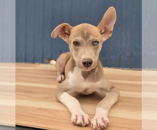 Medium Photo #4 Huskies -Unknown Mix Puppy For Sale in Lakewood, CO, USA