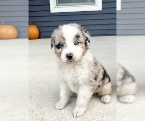 Medium Photo #2 Australian Shepherd Puppy For Sale in LODA, IL, USA