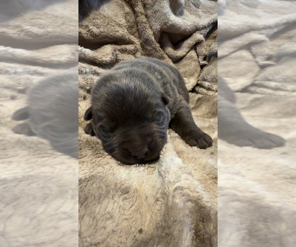Medium Photo #2 German Shepherd Dog Puppy For Sale in CORNELL, MI, USA