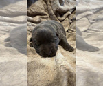 Small #1 German Shepherd Dog