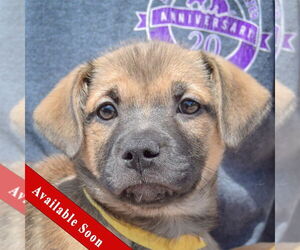 American Staffordshire Terrier-Pomeranian Mix Dogs for adoption in Huntley, IL, USA