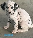 Small Photo #2 Dalmatian Puppy For Sale in LEMON GROVE, CA, USA