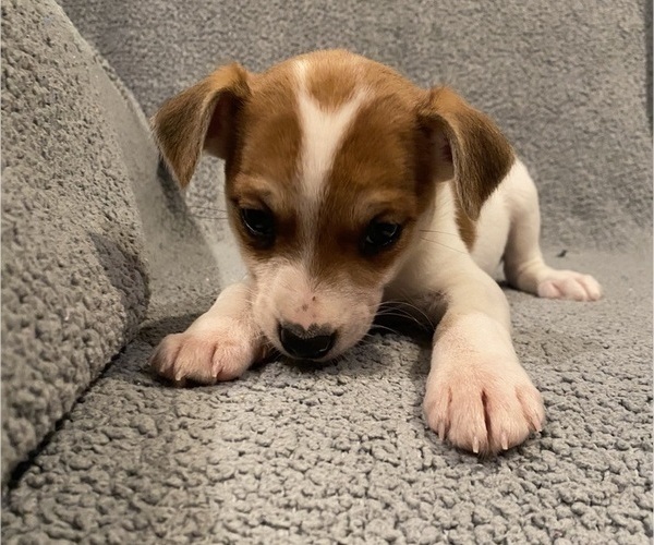 Medium Photo #28 Jack Russell Terrier Puppy For Sale in RICHMOND, MI, USA