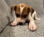 Small #27 Jack Russell Terrier