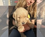 Small #2 Golden Retriever