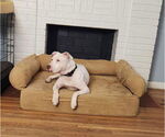 Small #11 American Pit Bull Terrier Mix