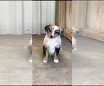 Small #2 Miniature Australian Shepherd