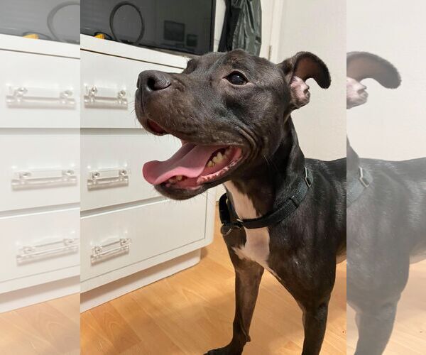 Medium Photo #43 Mutt Puppy For Sale in Pompano Beach , FL, USA