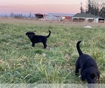 Small Photo #14 Sheprador Puppy For Sale in AURORA, OR, USA