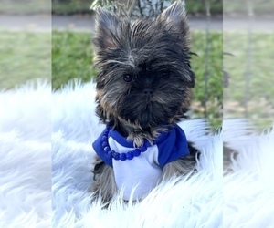 Yorkshire Terrier Puppy for sale in CORAL SPRINGS, FL, USA