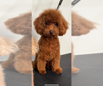 Small Photo #1 Poodle (Toy) Puppy For Sale in CARMICHAEL, CA, USA