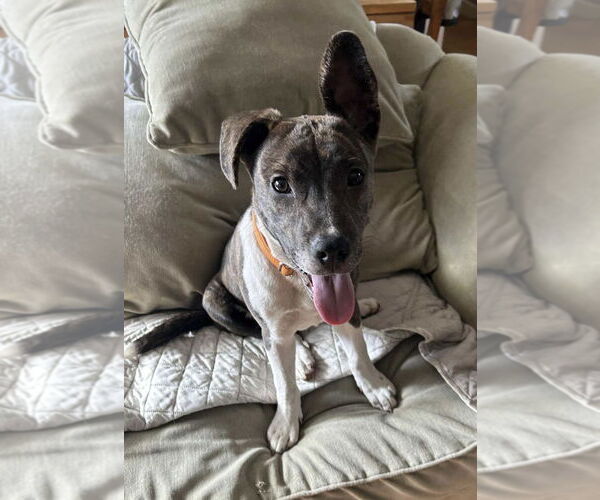 Medium Photo #6 Mountain Cur-Unknown Mix Puppy For Sale in Alexander, AR, USA