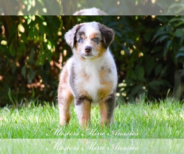 Medium Photo #4 Australian Shepherd Puppy For Sale in EASTON, MO, USA