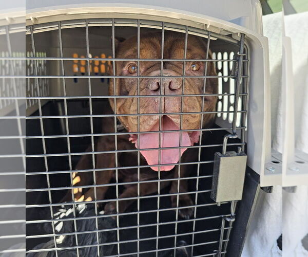 Medium Photo #4 American Pit Bull Terrier Puppy For Sale in Pacifica, CA, USA