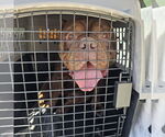 Small #3 American Pit Bull Terrier