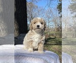 Small Photo #5 Bichpoo Puppy For Sale in PRINCETON, KY, USA