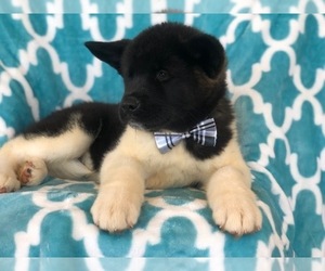 Akita Puppy for sale in EAST EARL, PA, USA