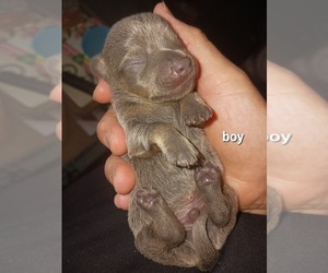 Chihuahua-Chiweenie Mix Puppy for sale in PENSACOLA, FL, USA