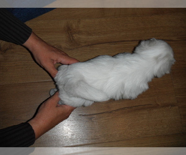 Medium Photo #13 Coton de Tulear Puppy For Sale in COLUMBIA, MO, USA