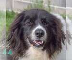 Small Collie-Great Pyrenees Mix