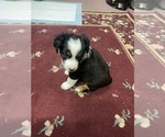 Puppy Sissy Australian Shepherd
