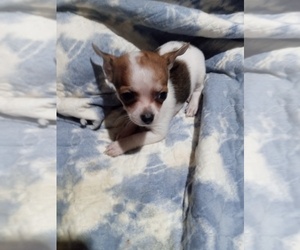Medium Chihuahua