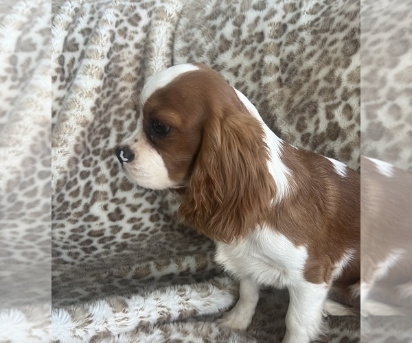 Medium Photo #2 Cavalier King Charles Spaniel Puppy For Sale in ABILENE, TX, USA