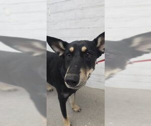 German Shepherd Dog Dogs for adoption in San Bernardino, CA, USA