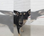 FIONA - Female German Shepherd Dog Dog for Adoption - Small photo