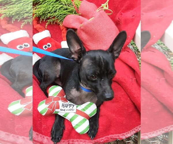 Medium Photo #3 Jack Chi Puppy For Sale in Missouri City, TX, USA