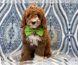 Cocker Spaniel-Poodle (Miniature) Mix Puppy for sale in LAKELAND, FL, USA