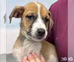 Small #1 Mutt
