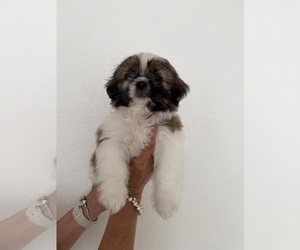 Shih Tzu Puppy for sale in ONTARIO, CA, USA