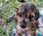 Small Photo #3 Doodle-Goldendoodle Mix Puppy For Sale in WACO, TX, USA