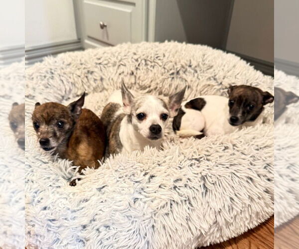 Medium Photo #2 Chihuahua-Unknown Mix Puppy For Sale in Canton, CT, USA