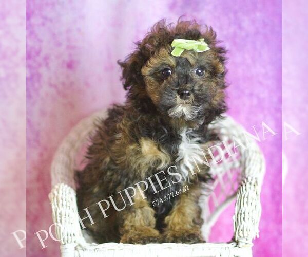 Medium Photo #7 Poodle (Toy) Puppy For Sale in WARSAW, IN, USA
