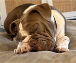 Small #5 Bulldog