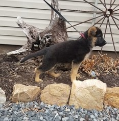 German Shepherd Dog Puppy for sale in MC VEYTOWN, PA, USA