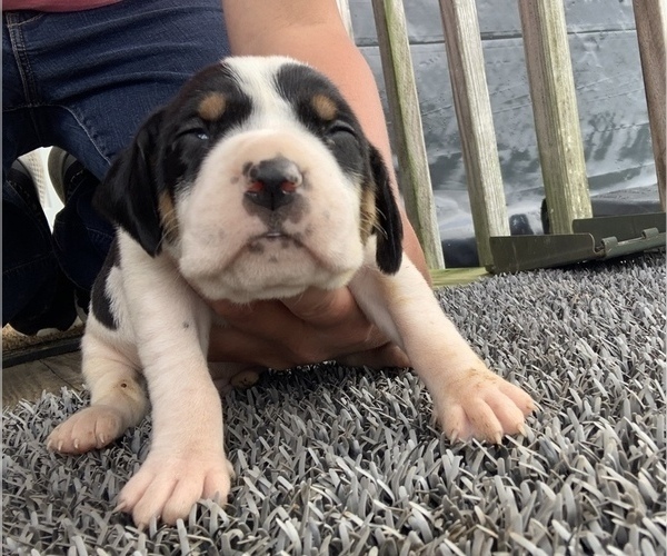 Medium Photo #1 Coonhound Puppy For Sale in MUNFORDVILLE, KY, USA