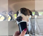 Small #4 Boxer Mix