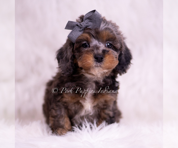 Medium Photo #65 Poodle (Toy) Puppy For Sale in WARSAW, IN, USA